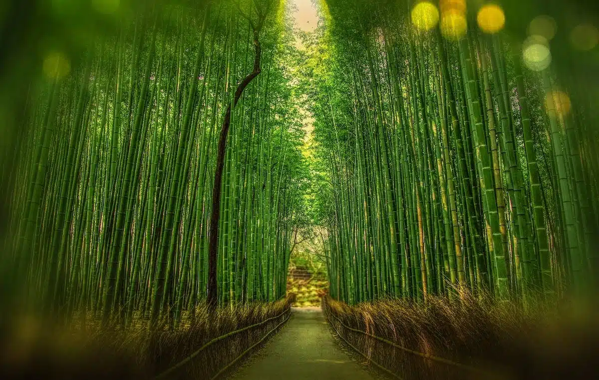 bambou  javel