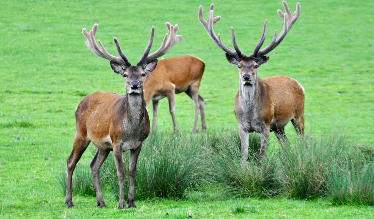 Les animaux de la forêt zoom sur leurs caractéristiques