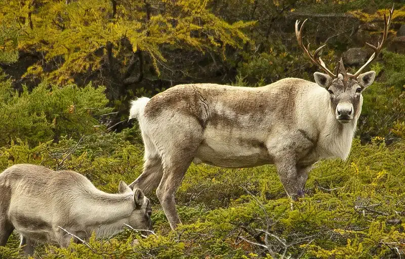 Les animaux de la forêt zoom sur leurs caractéristiques