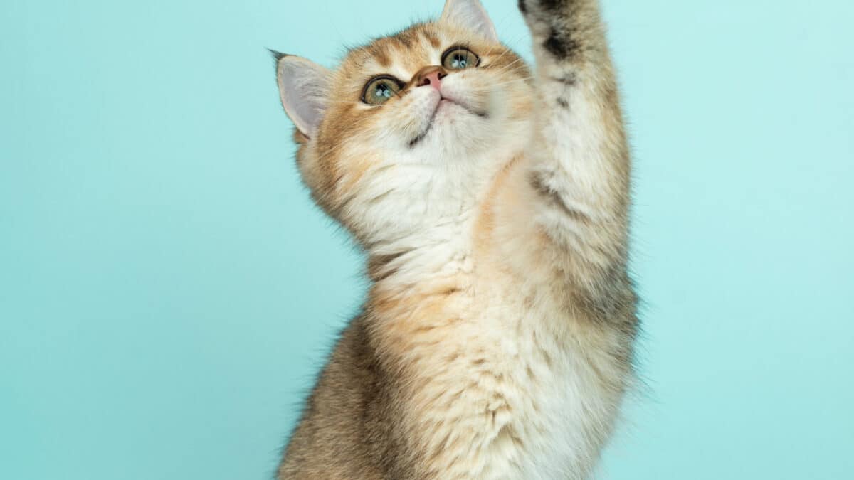 Comment choisir une nourriture adaptée à mon chat ?