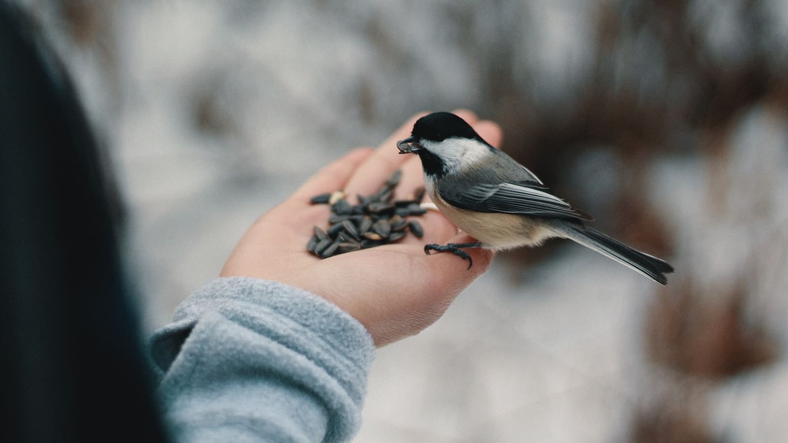 Comment protéger les oiseaux l'hiver ?