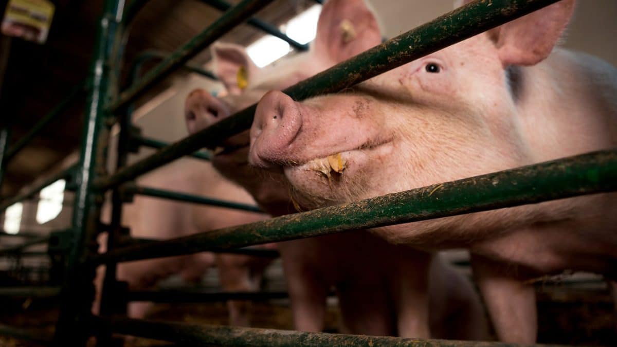 La distribution automatique de nourriture pour porcs : choisir un fournisseur professionnel