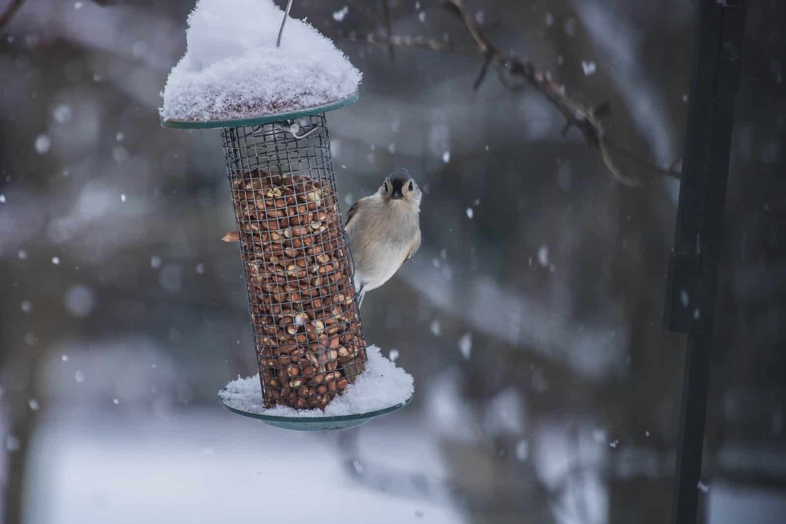 Comment protéger les oiseaux l'hiver ?